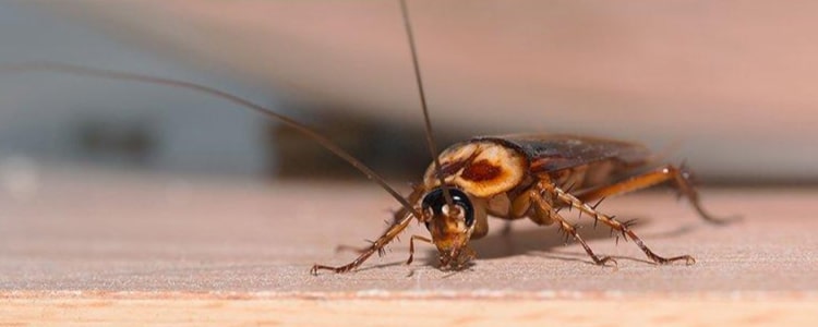 cockroach control nedlands